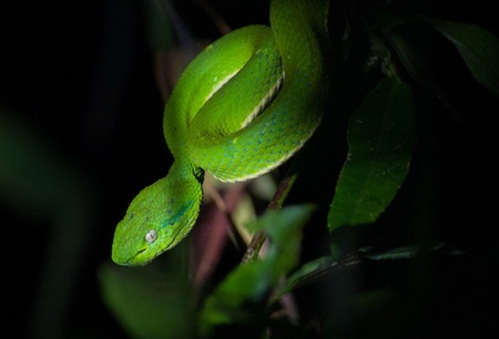 Cận cảnh những “sát thủ máu lạnh” trên đảo