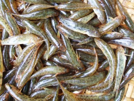 Nhớ vị cá bống sông Trà… - 2 Cá bống sông Trà ngon nhất vào mùa hè.