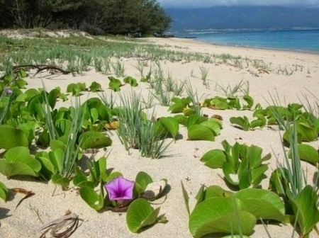 Mùa hoa muống biển… - 2 Mùa hoa muống biển…