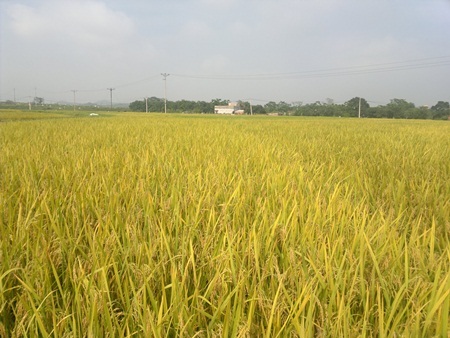 Những ruộng lúa chín vàng xứ Bắc đẹp đến nao lòng - 1 Những ruộng lúa chín vàng xứ Bắc đẹp đến nao lòng