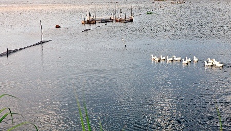 Về miền Tây mùa nước nổi… - 2 Mùa nước nổi đem đến cho con người bao sản vật tự nhiên, bồi thêm cho đất đai lớp phù sa màu mỡ