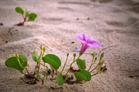 Mùa hoa muống biển…