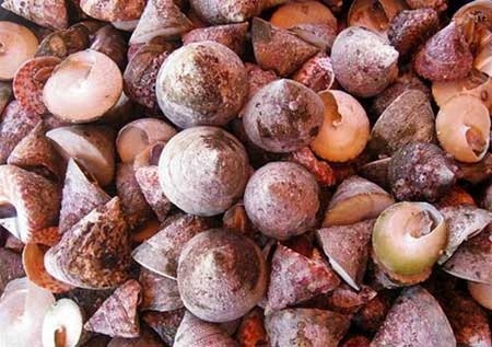 Ốc vú nàng - món ngon cù lao Chàm - 2 Ốc vú nàng có tên khá đặc biệt