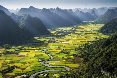 Những ruộng lúa chín vàng xứ Bắc đẹp đến nao lòng - 2 Những ruộng lúa chín vàng xứ Bắc đẹp đến nao lòng