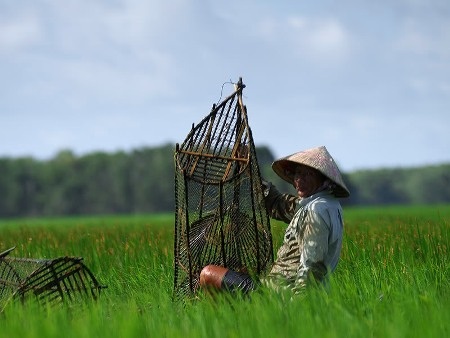 Về miền Tây mùa nước nổi… - 3 Mùa nước nổi đem đến cho con người bao sản vật tự nhiên, bồi thêm cho đất đai lớp phù sa màu mỡ