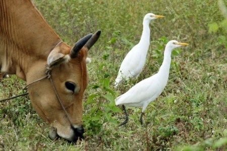 Làng quê dân dã giá trị hơn những resort bạc tỷ