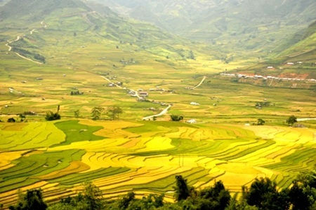 Những ruộng lúa chín vàng xứ Bắc đẹp đến nao lòng - 4 Những ruộng lúa chín vàng xứ Bắc đẹp đến nao lòng