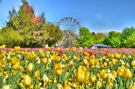  Những luống hoa tulip dưới nắng