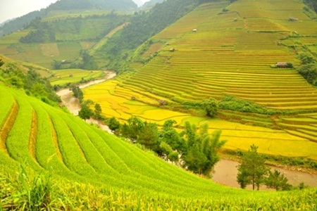 Những ruộng lúa chín vàng xứ Bắc đẹp đến nao lòng - 5 Những ruộng lúa chín vàng xứ Bắc đẹp đến nao lòng