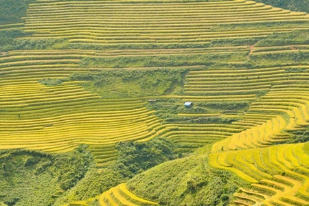 Những ruộng lúa chín vàng xứ Bắc đẹp đến nao lòng - 6 Những ruộng lúa chín vàng xứ Bắc đẹp đến nao lòng