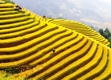 Những ruộng lúa chín vàng xứ Bắc đẹp đến nao lòng - 7 Những ruộng lúa chín vàng xứ Bắc đẹp đến nao lòng