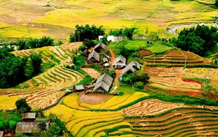 Những ruộng lúa chín vàng xứ Bắc đẹp đến nao lòng - 8 Những ruộng lúa chín vàng xứ Bắc đẹp đến nao lòng