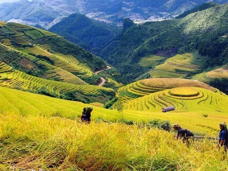 Những ruộng lúa chín vàng xứ Bắc đẹp đến nao lòng - 9 Những ruộng lúa chín vàng xứ Bắc đẹp đến nao lòng