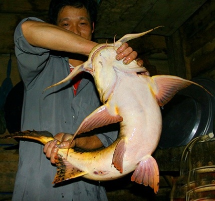 Bốn loài cá "tiến Vua" nổi tiếng giữa lòng sông Lô - 4 Bốn loài cá tiến Vua nổi tiếng giữa lòng sông Lô