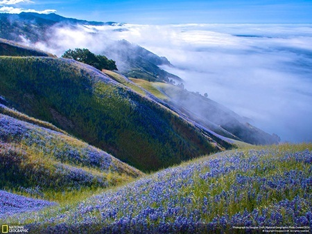 National Geographic công bố những bức hình đẹp nhất 2014 - 3 Cánh đồng hoa tuyệt vời ở Big Sur, California, Mỹ được nhiếp ảnh gia : Douglas Croft ghi lại.