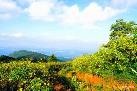 Dã Quỳ nhuộm vàng non nước Tản Viên Sơn - 2 Hoa dã quỳ, cái tên có lẽ được nói đến nhiều nhất ở những chốn yên bình