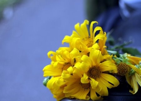 Dã Quỳ nhuộm vàng non nước Tản Viên Sơn - 4 Hoa dã quỳ, cái tên có lẽ được nói đến nhiều nhất ở những chốn yên bình
