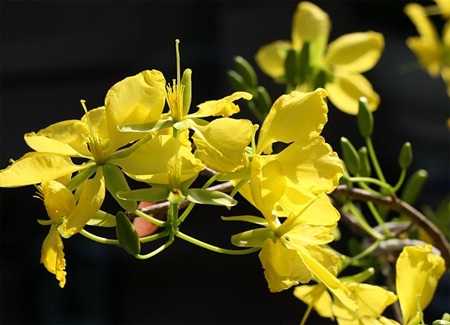 Tại sao người Việt thích trưng Mai, Đào dịp Tết? - 2