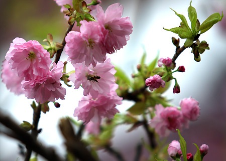 Tại sao người Việt thích trưng Mai, Đào dịp Tết? - 1