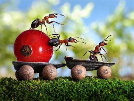 Thế giới thần tiên của loài kiến qua ống kính máy ảnh - 1 Thế giới thần tiên của loài kiến qua ống kính máy ảnh