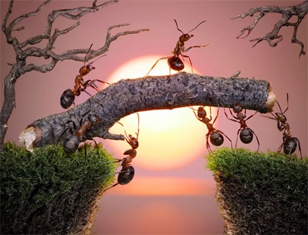 Thế giới thần tiên của loài kiến qua ống kính máy ảnh - 2 Thế giới thần tiên của loài kiến qua ống kính máy ảnh