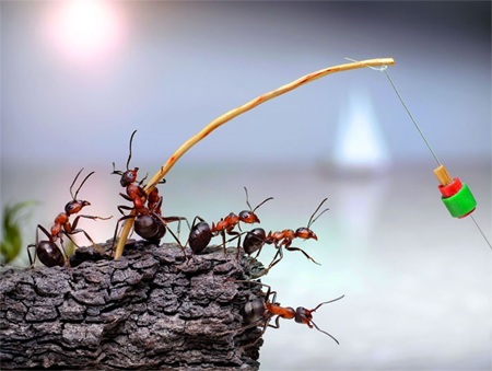Thế giới thần tiên của loài kiến qua ống kính máy ảnh - 3 Thế giới thần tiên của loài kiến qua ống kính máy ảnh