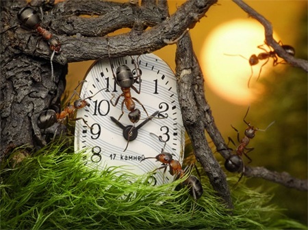 Thế giới thần tiên của loài kiến qua ống kính máy ảnh - 6 Thế giới thần tiên của loài kiến qua ống kính máy ảnh