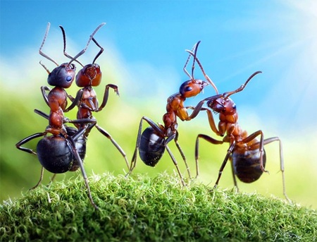 Thế giới thần tiên của loài kiến qua ống kính máy ảnh - 8 Thế giới thần tiên của loài kiến qua ống kính máy ảnh