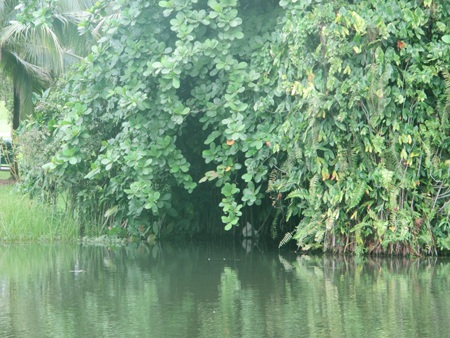 Cảnh bình yên tại vườn bách thảo Singapore