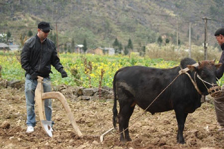 Mặc áo đỏ, Thanh Thảo sợ trâu húc...