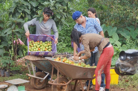Trang Trần nghỉ bán bún đậu lên cao nguyên làm nông dân
