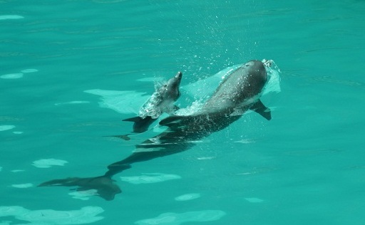 Thêm một cá heo con vừa chào đời tại Suối Tiên - 1 Thêm một cá heo con vừa chào đời tại Suối Tiên