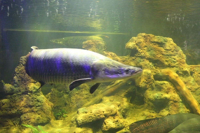 “Thám hiểm” Thủy cung lớn nhất Việt Nam