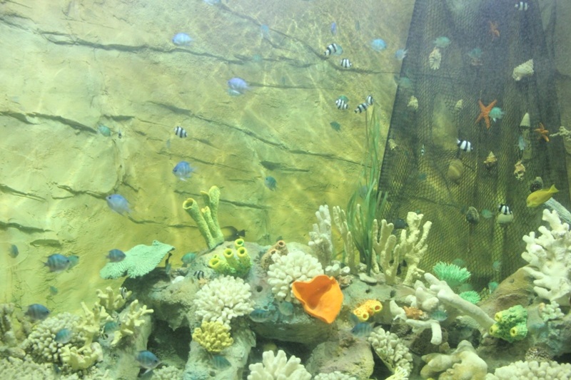 “Thám hiểm” Thủy cung lớn nhất Việt Nam