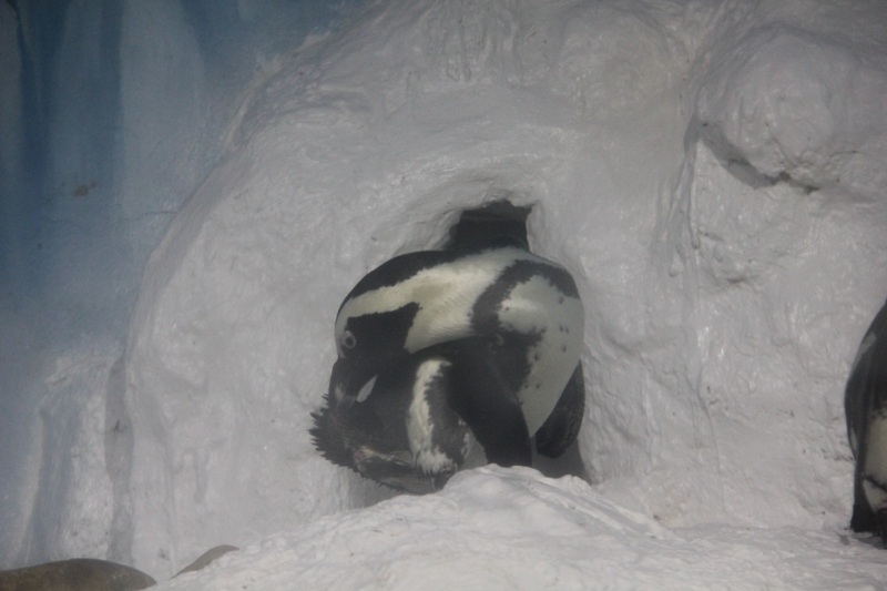 “Thám hiểm” Thủy cung lớn nhất Việt Nam