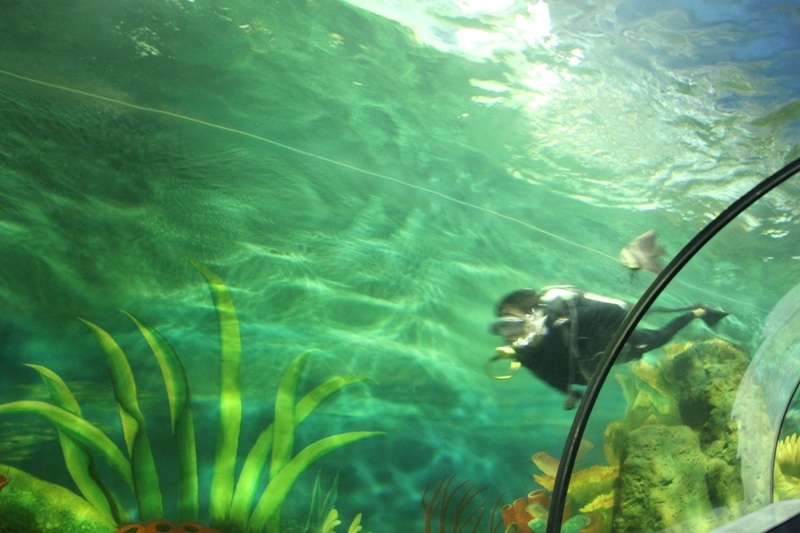 Thủy cung có một bể “Touch tank” - bể chạm tay để các em