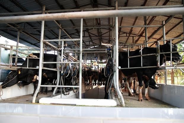 Hệ thống máy vắt sữa nối liền với hệ thống làm lạnh