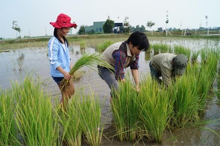 Một ngày “làm ruộng” của tiểu thư - 1 Một ngày “làm ruộng” của tiểu thư