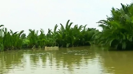 Miền tây sông nước với hàng dừa soi bóng