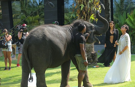 Kim bỏ chạy vì bị voi…. chọc ghẹo - 4 VN