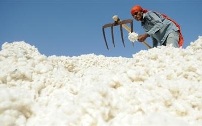 Doanh nghiệp ngành bông sợi đang chịu áp lực từ nhiều phía.