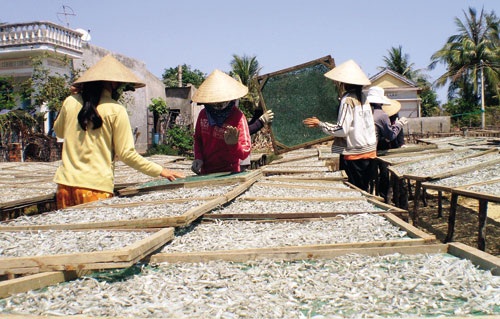 Thương nhân Trung Quốc lại tung chiêu gom mua cá cơm