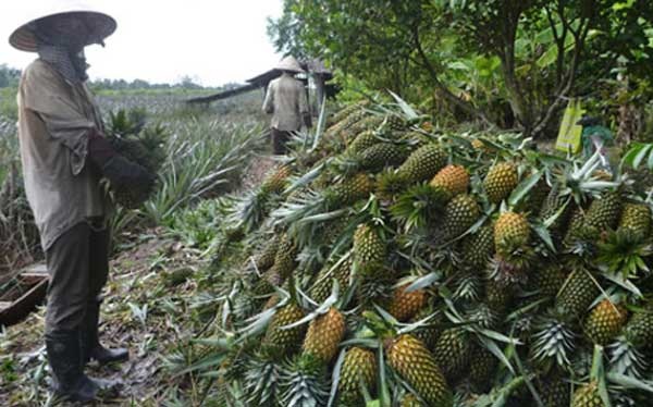 Thương lái Trung Quốc "ào ào" mua dứa xanh - 1 Nông dân Đồng Tháp Mười thu hoạch dứa. Ảnh: Dân Việt