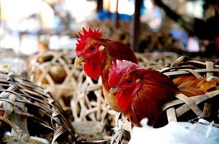 Buôn lậu gia cầm lộng hành, Hải quan muốn nâng chế tài phạt - 1 Buôn lậu gia cầm lộng hành, Hải quan muốn nâng chế tài phạt