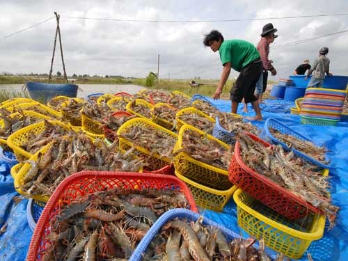 Thương lái Trung Quốc lại làm rối loạn ngành tôm!