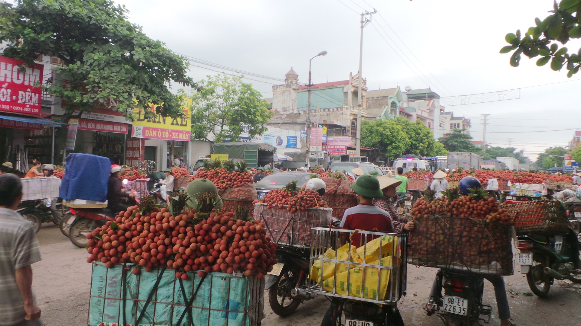 Những loại vải được thương lái Trung Quốc thu mua phải là loại to, vỏ dày, đẹp và ngọt.
