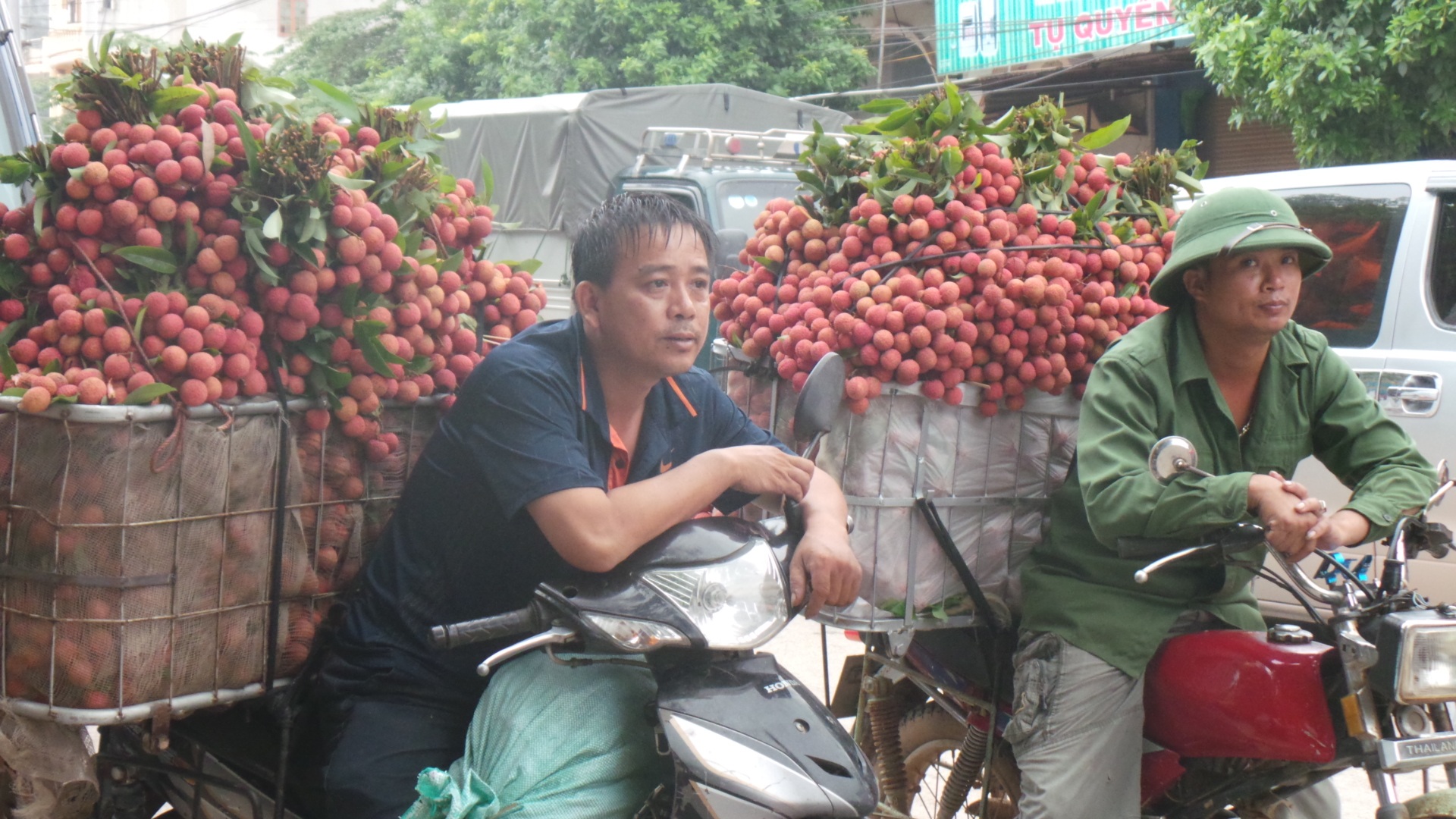 Những loại vải được thương lái Trung Quốc thu mua phải là loại to, vỏ dày, đẹp và ngọt.