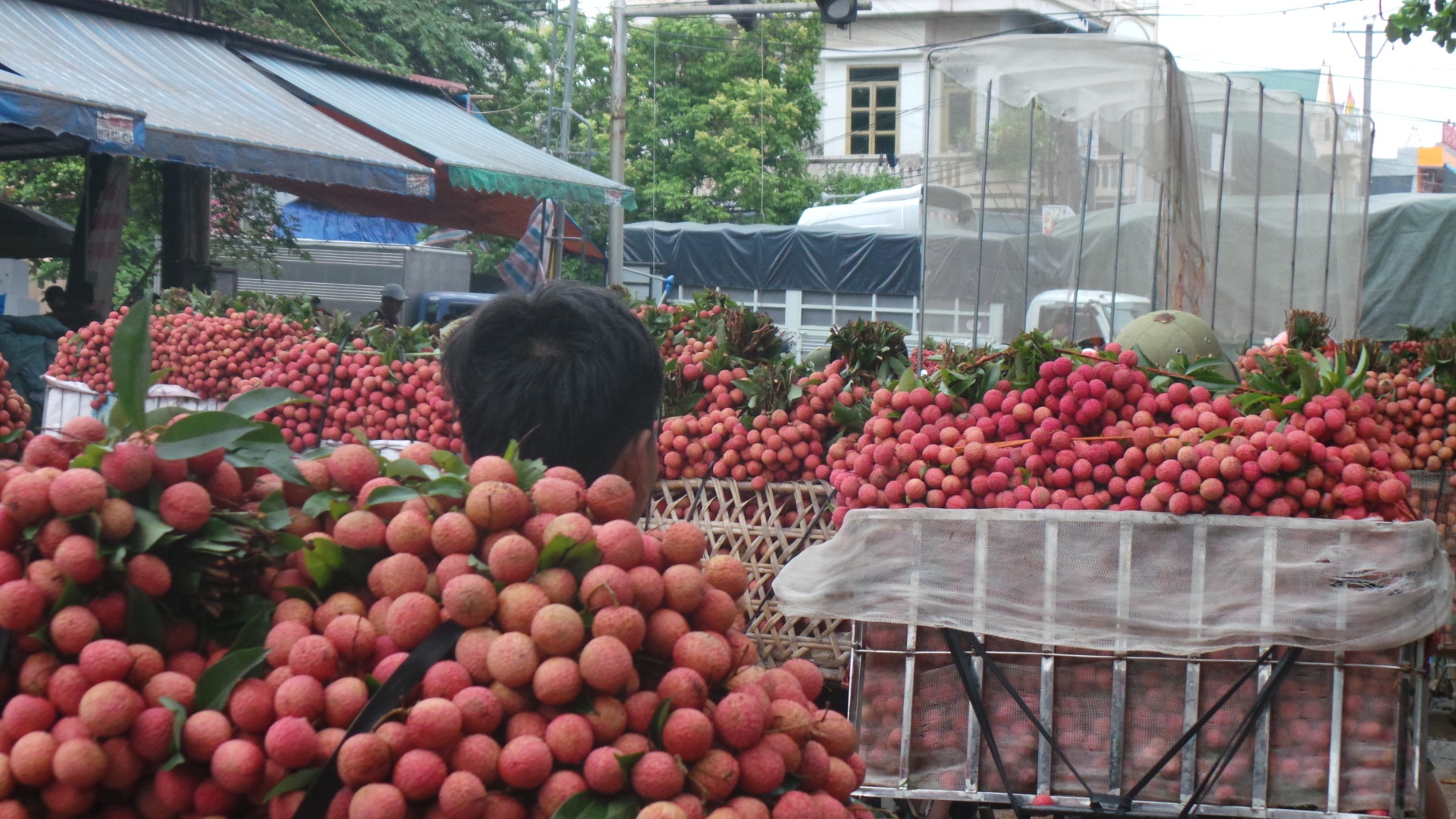 Những loại vải được thương lái Trung Quốc thu mua phải là loại to, vỏ dày, đẹp và ngọt.