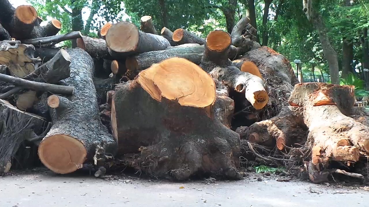 Bãi tập kết gỗ khủng sau giông lốc ở Hà Nội - 3 Những thân cây to được cắt lọc cẩn thận với chiều dài trung bình từ 2 đến 5m.