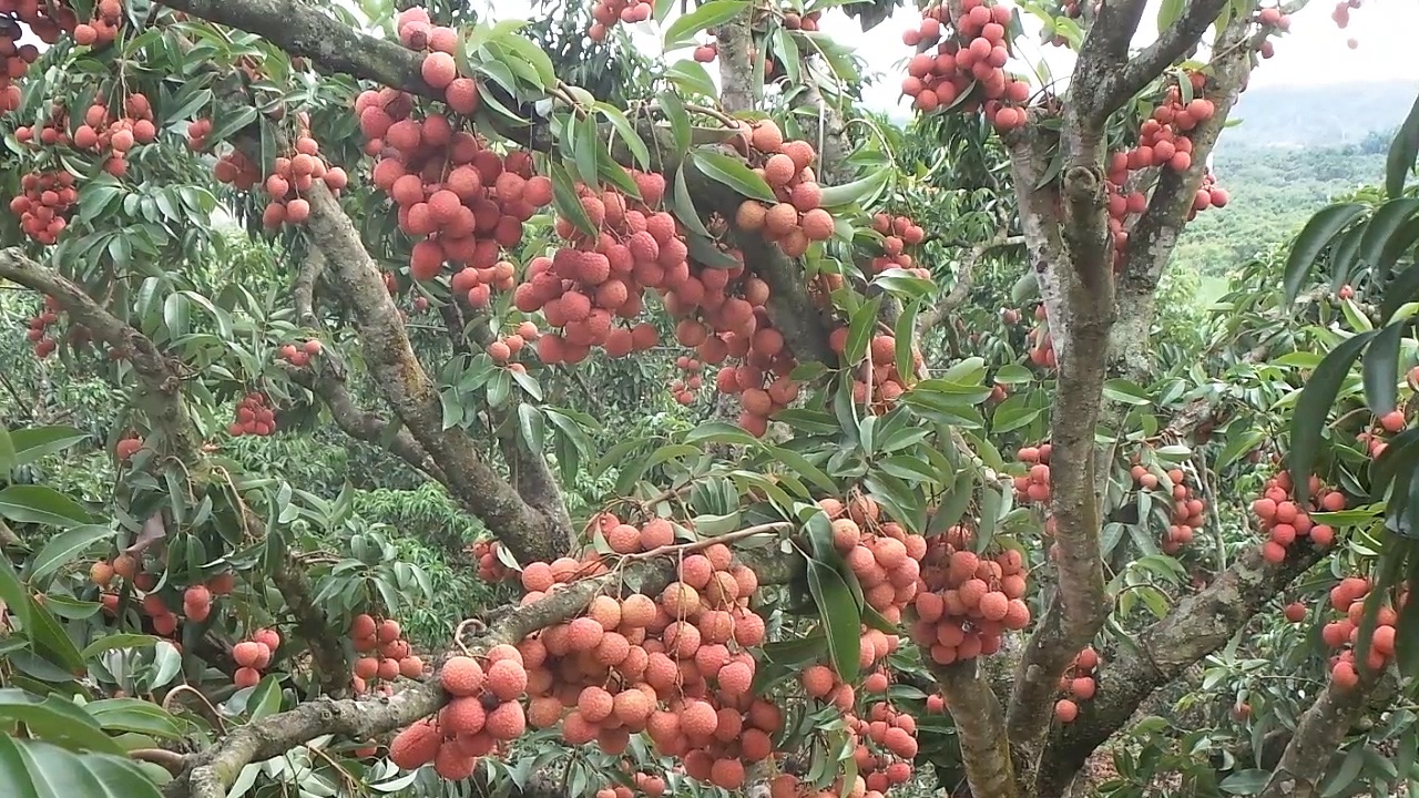 Vườn vải thiều bạc tỷ "có một không hai" ở Bắc Giang - 4 Trọng Trinh